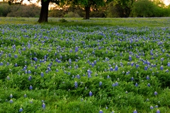 Lupinus texensis