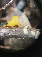 Tremella
