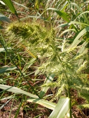 Echinochloa walteri