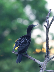 Phalacrocorax sulcirostris
