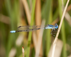 Argia alberta