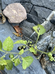 Solanum emulans