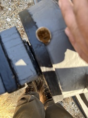 Gloeophyllum sepiarium