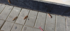 Lepidoptera
