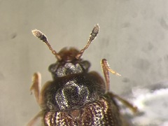 Eurysphindus comatulus