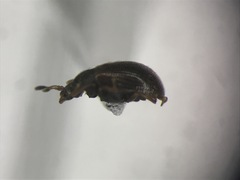 Eurysphindus comatulus