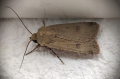 Agrotis trux