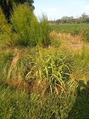 Echinochloa walteri