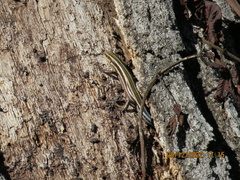 Plestiodon fasciatus