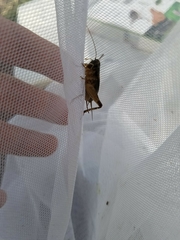 Loxoblemmus doenitzi