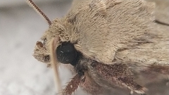 Agrotis trux