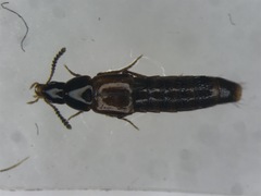 Carphacis effrenatus