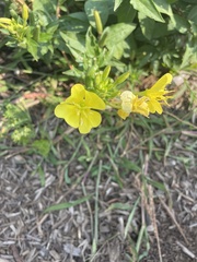 Oenothera