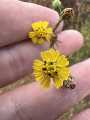 Deinandra paniculata