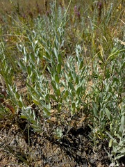 Galatella villosa