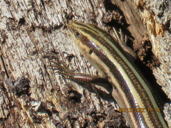 Plestiodon fasciatus