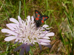 Zygaena sarpedon
