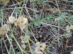 Astragalus bolanderi