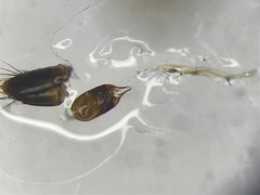 Carphacis effrenatus