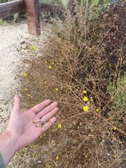 Deinandra paniculata