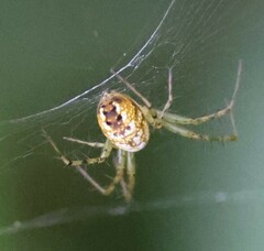 Mangora