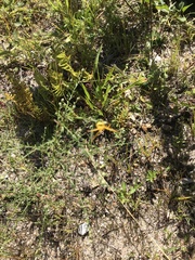 Hypericum gentianoides