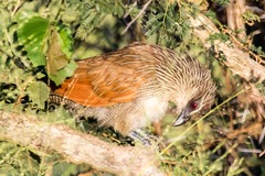 Centropus superciliosus