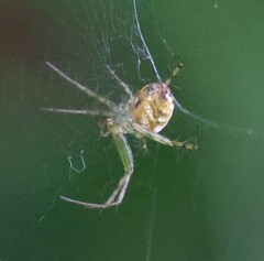 Mangora