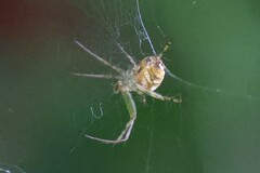 Mangora