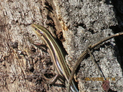 Plestiodon fasciatus