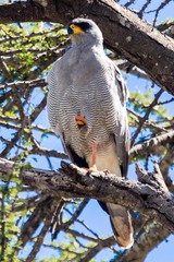 Melierax poliopterus