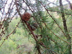 Larix decidua