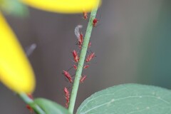 Uroleucon nigrotuberculatum