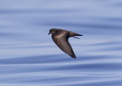 Hydrobates microsoma