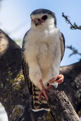 Polihierax semitorquatus