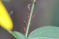 Uroleucon nigrotuberculatum