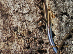 Plestiodon fasciatus