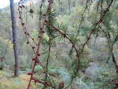 Larix decidua