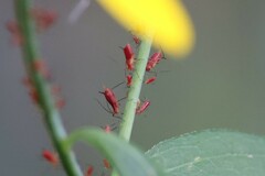 Uroleucon nigrotuberculatum