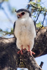 Polihierax semitorquatus