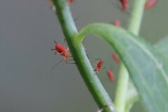 Uroleucon nigrotuberculatum