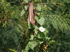 Ipomoea obscura