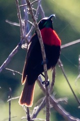 Chalcomitra senegalensis