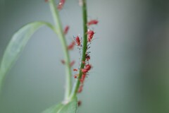 Uroleucon nigrotuberculatum