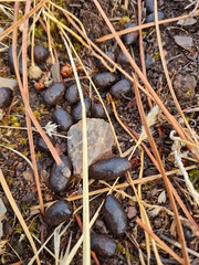Capreolus capreolus