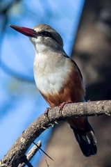 Halcyon leucocephala