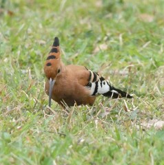 Upupa epops africana