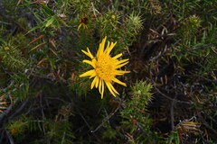 Berkheya angustifolia