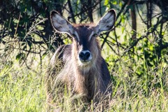 Kobus ellipsiprymnus