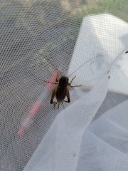 Loxoblemmus doenitzi